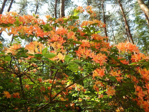 Rododendron virág