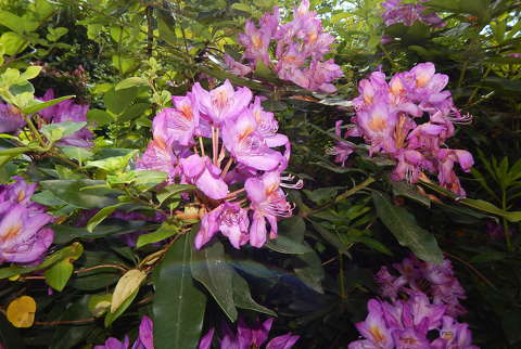 Rododendron virág