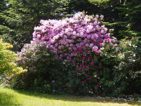 Rododendron virág