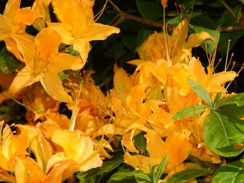Rododendron virág