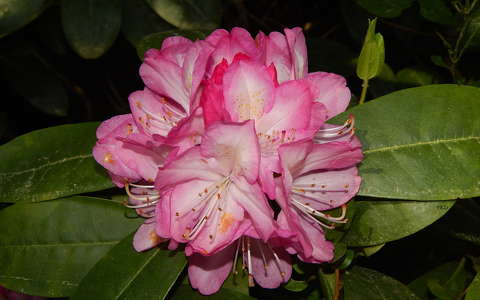 Rododendron virág