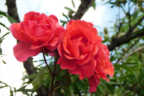 rózsa, kerti virág