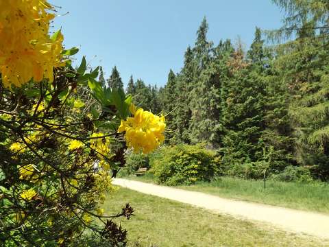 címlapfotó rododendron tavasz út