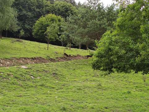 Őzek - Őzikék