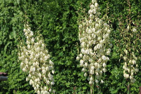 yucca