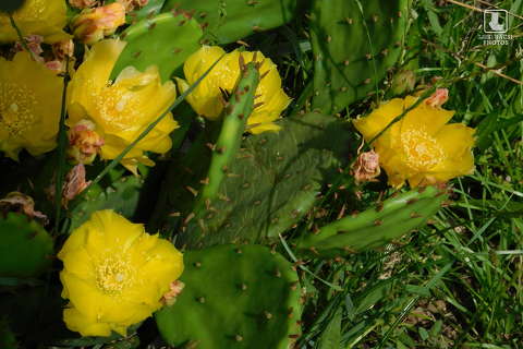 virágzó medvetalp kaktusz