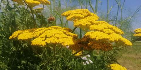 Sárga/jószagú cickafark - Achillea filipendulina