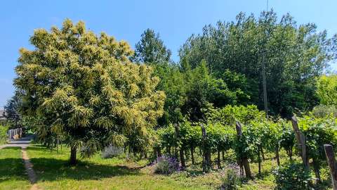 Szelídgesztenyefa virágzik