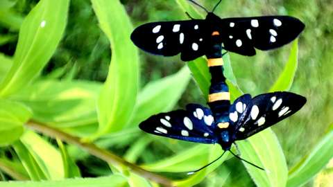 Fehérpettyes álcsüngőlepke