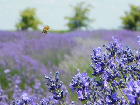 Méh a levendulás fókuszban