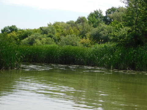 Tiszató