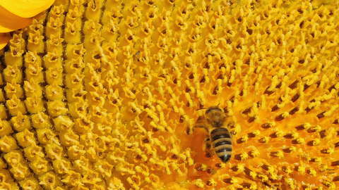 Napraforgó és a méh