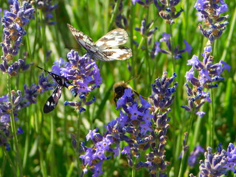 Sakktáblalepke - Melanargia galathea, dongó és a Fehérpettyes álcsüngőlepke