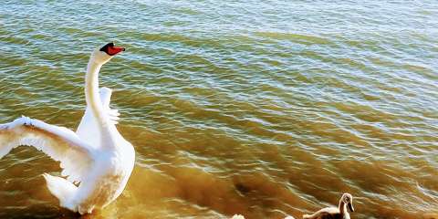 balaton hattyú madárfióka tó