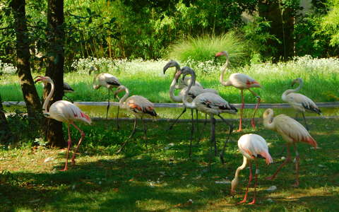 Flamingók a veszprémi Kittenberger Kálmán Növény- és Vadasparkban.