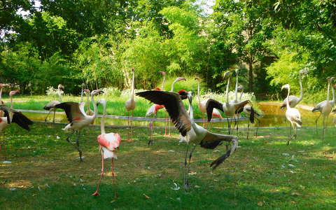 Flamingó-tánc a veszprémi Kittenberger Kálmán Növény- és Vadasparkban.