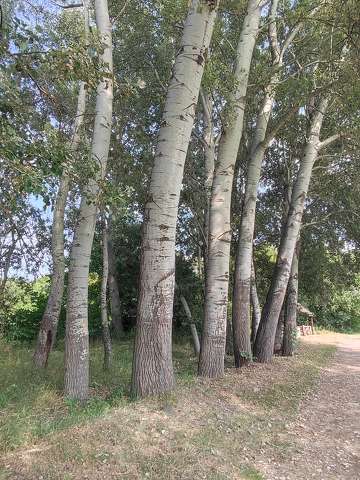 nyírfa, erdő, Magyarország
