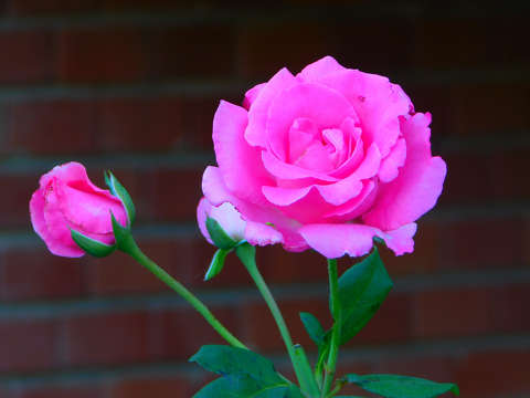 Rózsa - szín