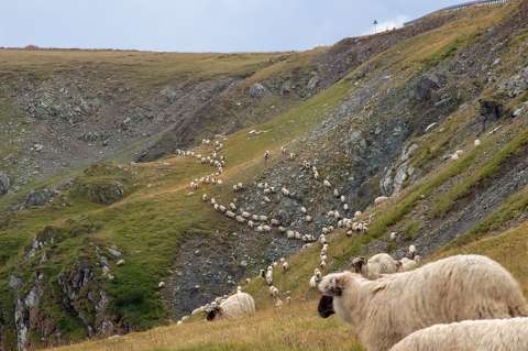 Transalpina