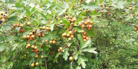 Egybibés galagonya - Crataegus monogyna