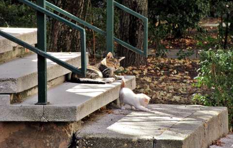 címlapfotó lépcső macska állatkölyök