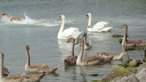 Balatonalmádi, hattyúk, fürdőző kutya