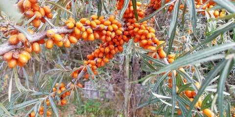 Homoktövis - Hippophae