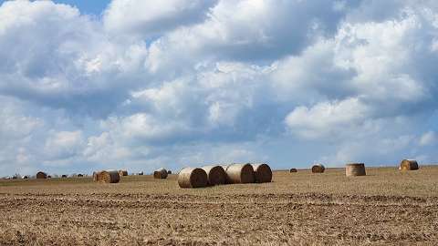 Bálák a 77-es út mentén