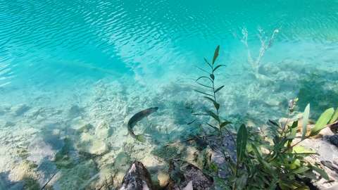 címlapfotó hal horvátország plitvicei tavak