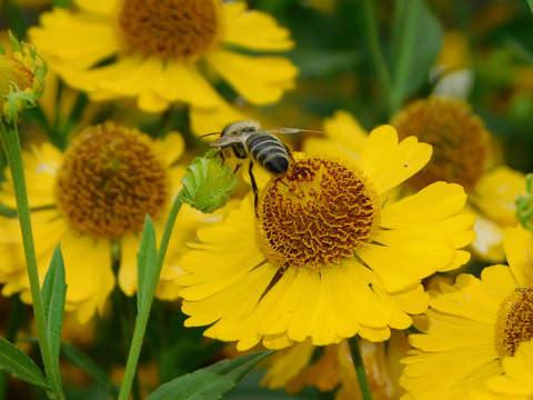 Nyári virág, méh
