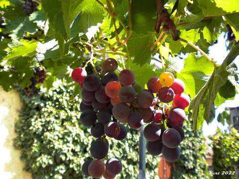 címlapfotó gyümölcs szőlő