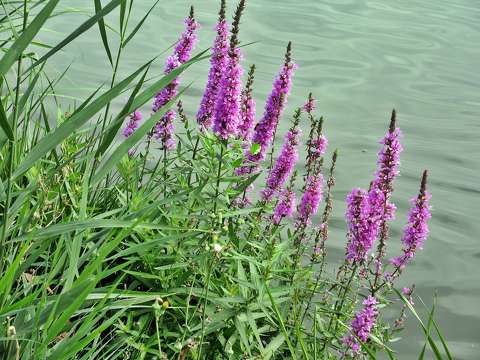 címlapfotó nyári virág tó vadvirág