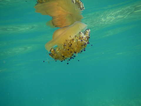 Szemölcsös medúza, Elba sziget, Olaszország