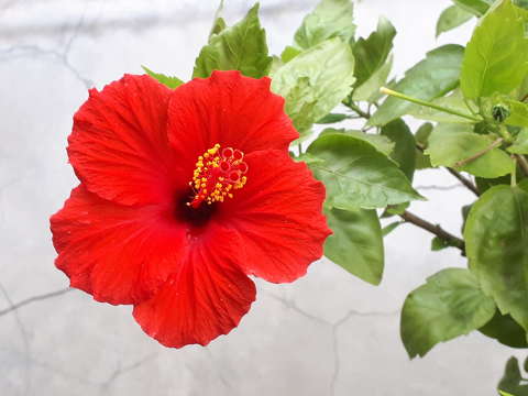 Hibiszkusz