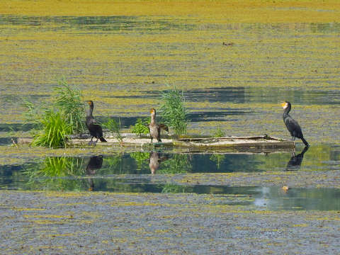 Tisza-tó, Poroszlói Ökocentrum