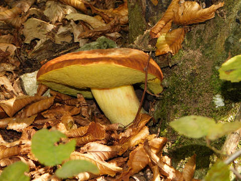 Molyhos tinóru