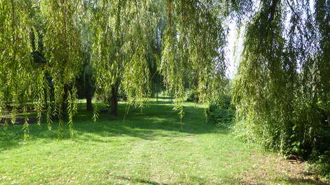 Fűzfák