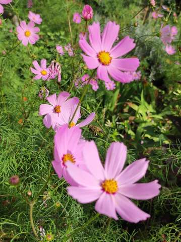 virág, nyári virág, lila