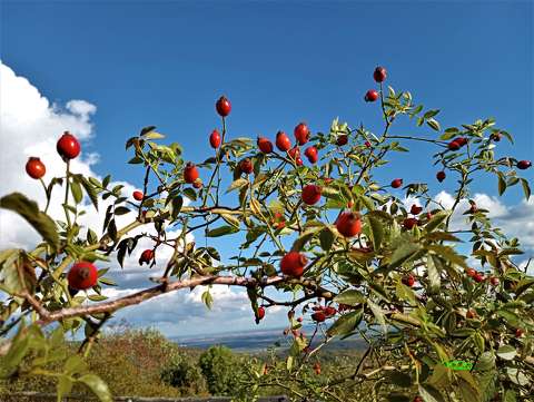 csipkebogyó címlapfotó gyümölcs ősz
