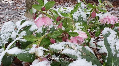 Les Héllébores du jardin sous la neige