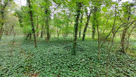 borostyán erdő örökzöld