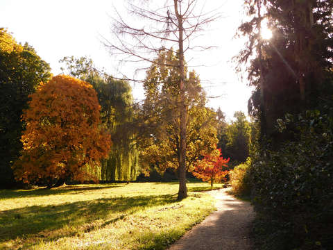 Felkelő Nap a Zirci Ciszterci Arborétumban