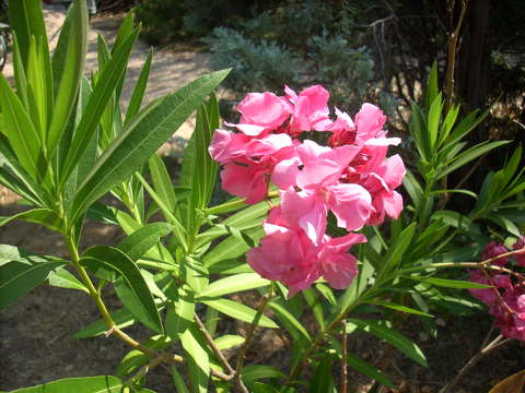 Leander
