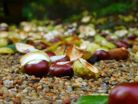 Ősz a Zirci Ciszterci Arborétumban