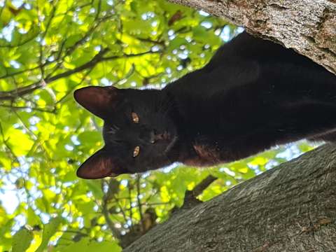 macska