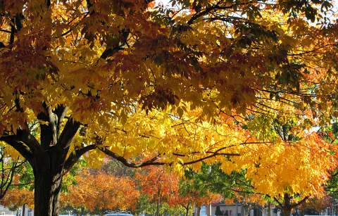 címlapfotó fa ősz