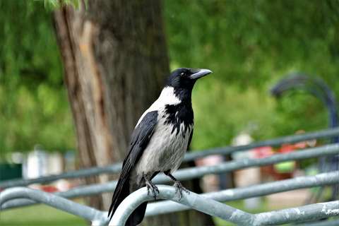 Pihenő