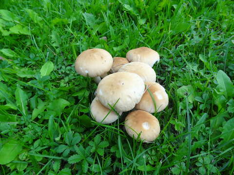 Gomba