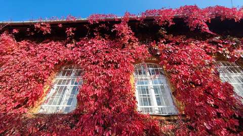 ablak címlapfotó ház ősz