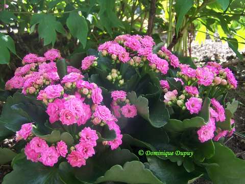 Kalanchoë à fleurs doubles
